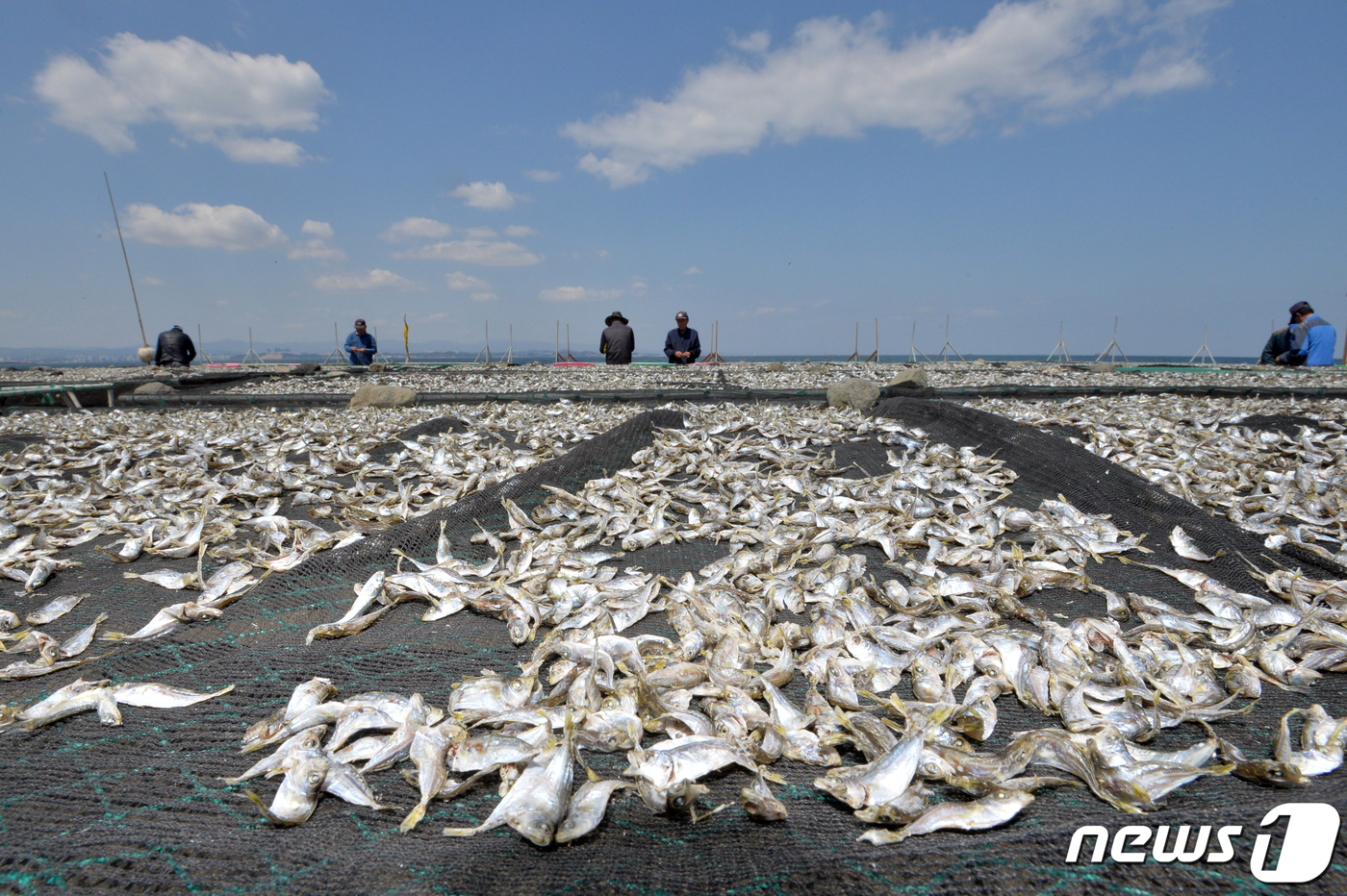 (포항=뉴스1) 최창호 기자 = 18일 경북 포항시 남구 동해면 해안가에서 어민들이 전갱이 새끼들을 말리고 있다. 2021.4.18/뉴스1
