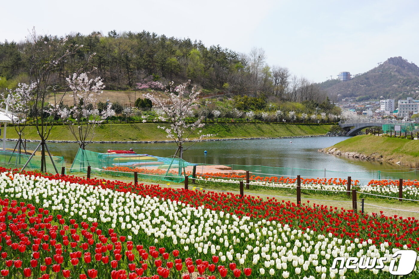 본문 이미지 - 삼학도 일원에 튤립, 보라색 무스카리, 샛노란 수선화 등 2만5000여본의 꽃이 만개한 모습(목포시 제공)2021.4.2/뉴스1