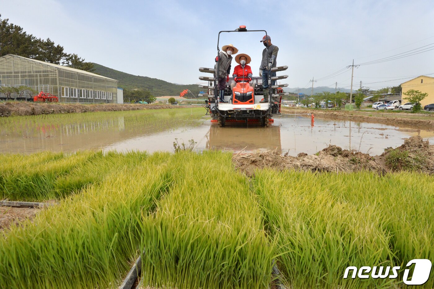 본문 이미지 - 28일 북구 송라면 화진리에서 이양기를 활용해 모내기를 하는 모습. 2021.4.28/뉴스1 ⓒ News1 최창호 기자
