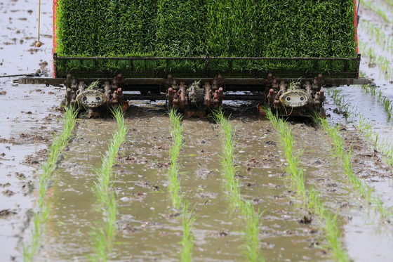 2027년에도 '신동진' 벼 정부 보급종 공급 유지된다