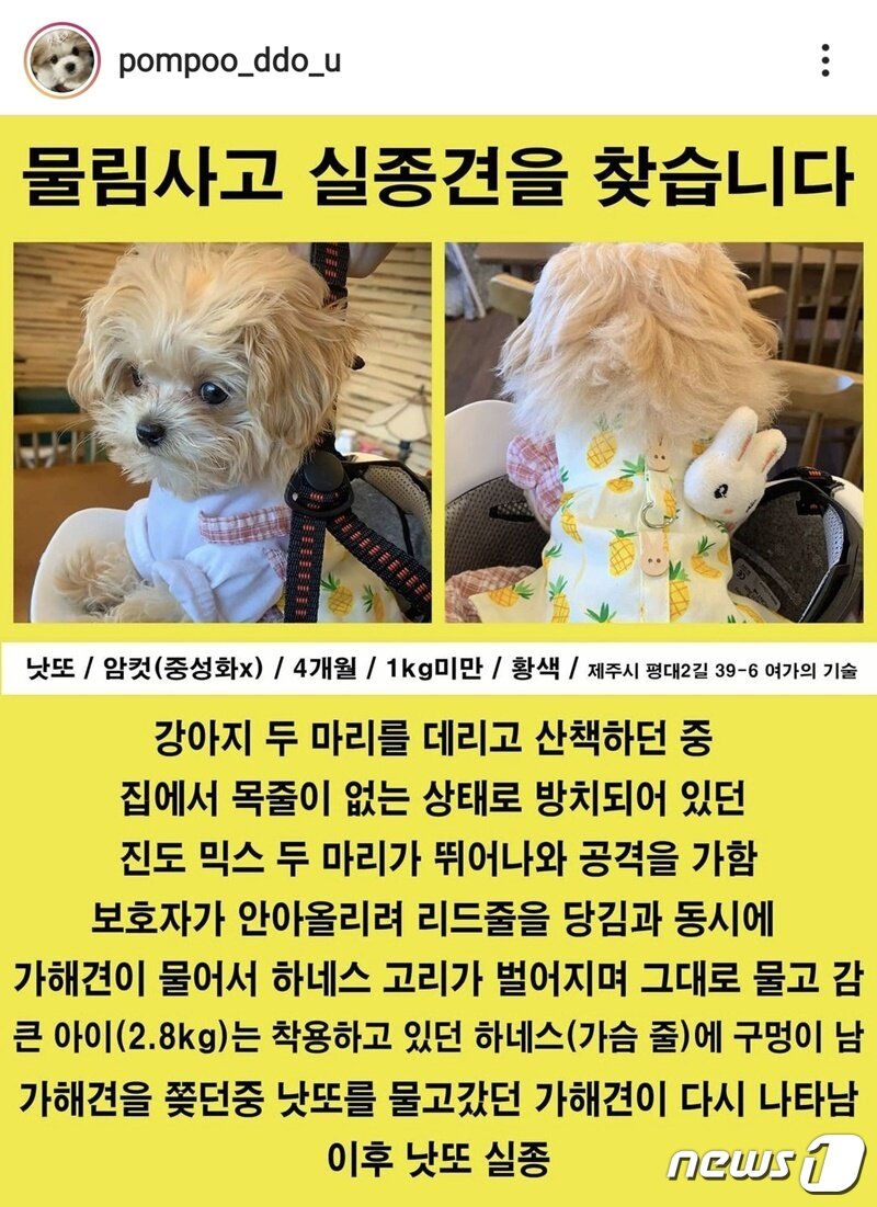 본문 이미지 - 목줄 하지 않은 진도 혼종에게 물려 실종된 말티푸를 찾는 전단지. 사진 견주 인스타그램 ⓒ 뉴스1