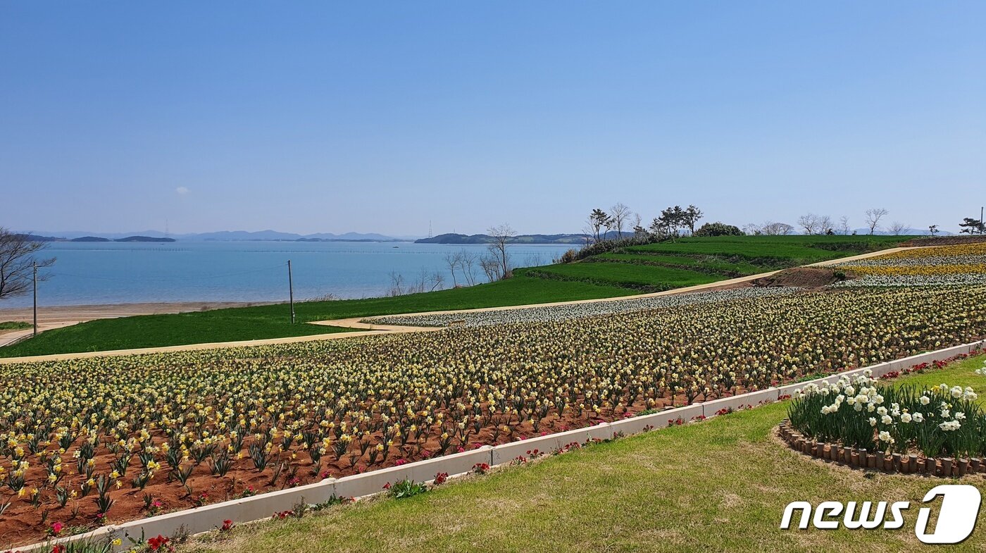 본문 이미지 - 신안 선도에 가득 핀 수선화ⓒ 뉴스1