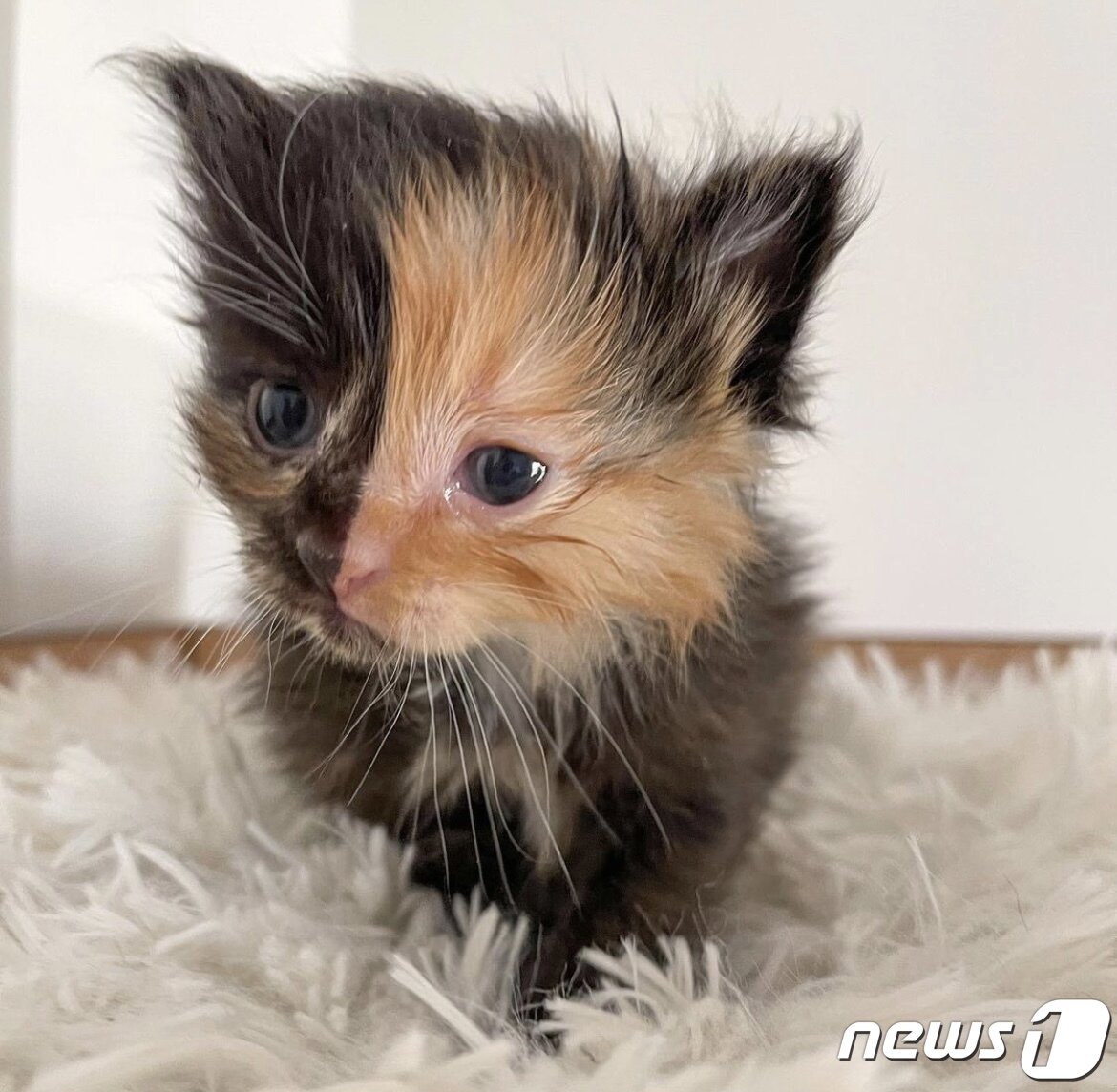 본문 이미지 - 키메라 고양이 살구의 모습. 사진 인스타그램 갈무리 ⓒ 뉴스1
