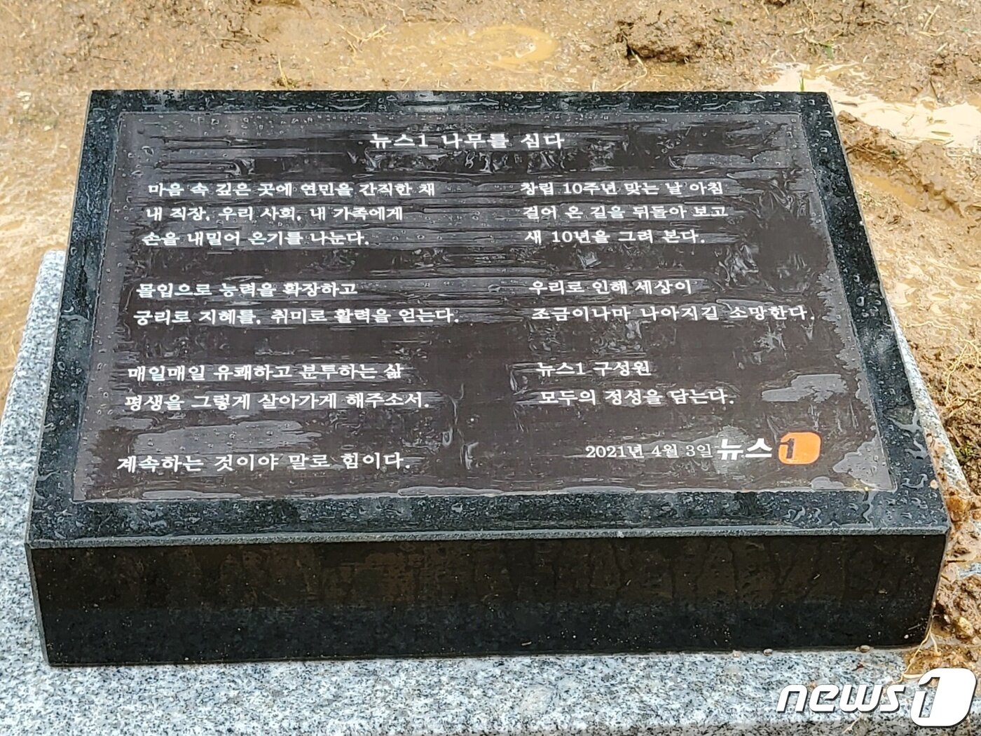 본문 이미지 - 뉴스1이 창립 10주년을 맞아 3일 고양시 덕양구 도내동 소재 도래울바람물 공원에서 진행한 식목행사에서 대표목 반송 앞에 설치한 표석. 2021.4.7/뉴스1 ⓒ News1 이성철 기자