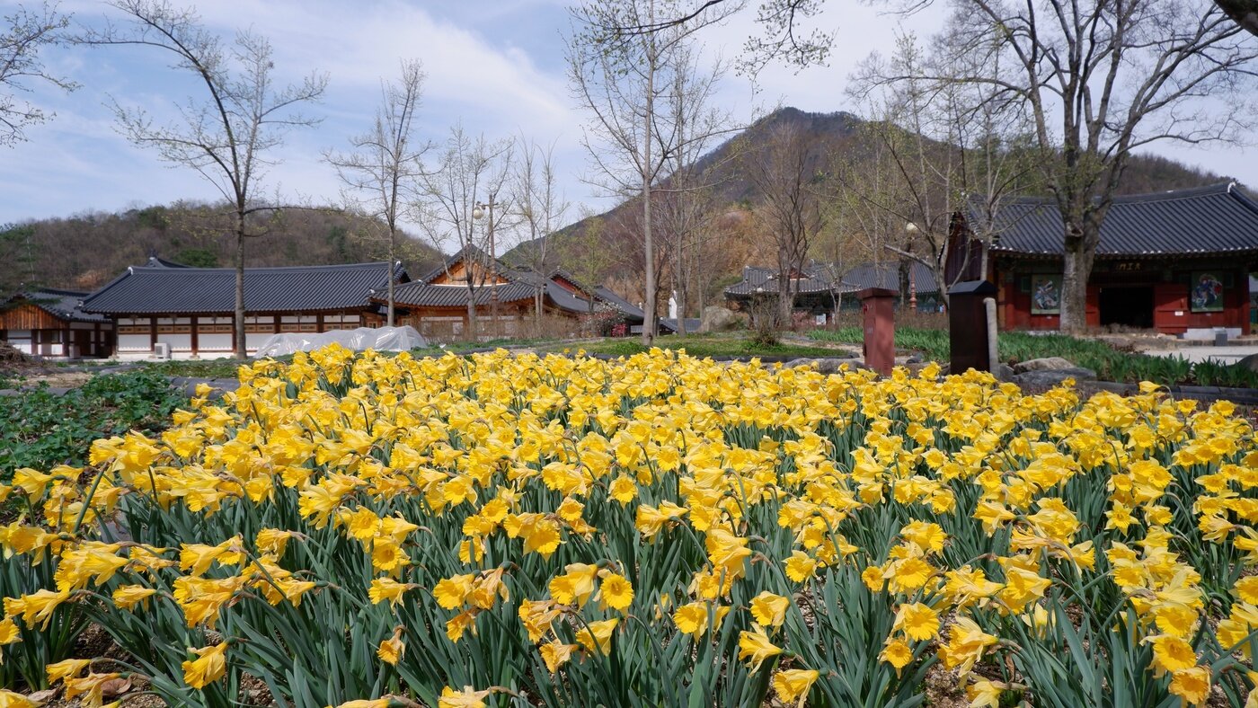 본문 이미지 - 송광사에 군락을 이루고 있는 노란 수선화ⓒ 뉴스1