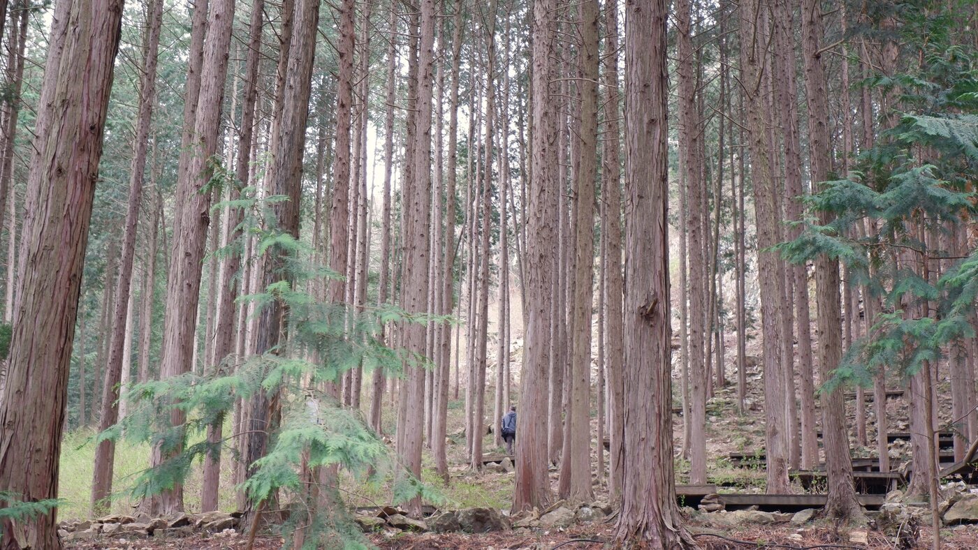본문 이미지 - 10만 그루의 편백에서 피톤치드 샤워를 즐겨보자ⓒ 뉴스1