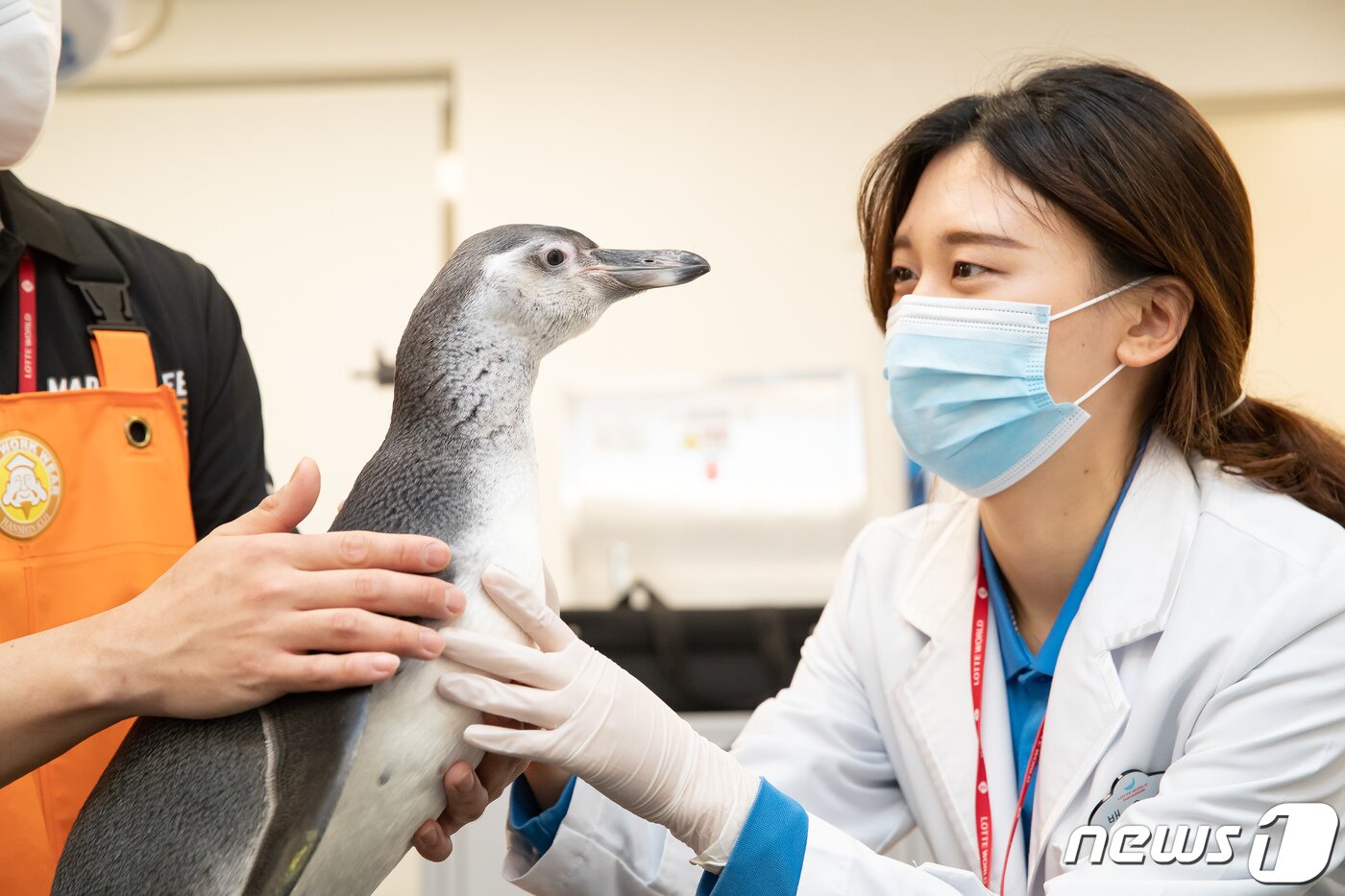 본문 이미지 - 지난 7일 서울 송파구 롯데월드 아쿠아리움에서 아기 훔볼트 펭귄이 봄 맞이 건강검진을 받고 있다. /뉴스1