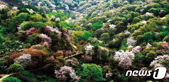 보곡산골 산벚꽃 군락지.(금산군 제공)© 뉴스1