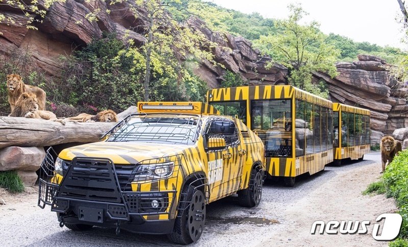 본문 이미지 - 에버랜드는 오는 14일부터 사자 등 맹수를 가까이서 관찰할 수 있는 '사파리월드 와일드 트램'을 선보인다고 10일 밝혔다. 사진 에버랜드 제공 ⓒ 뉴스1