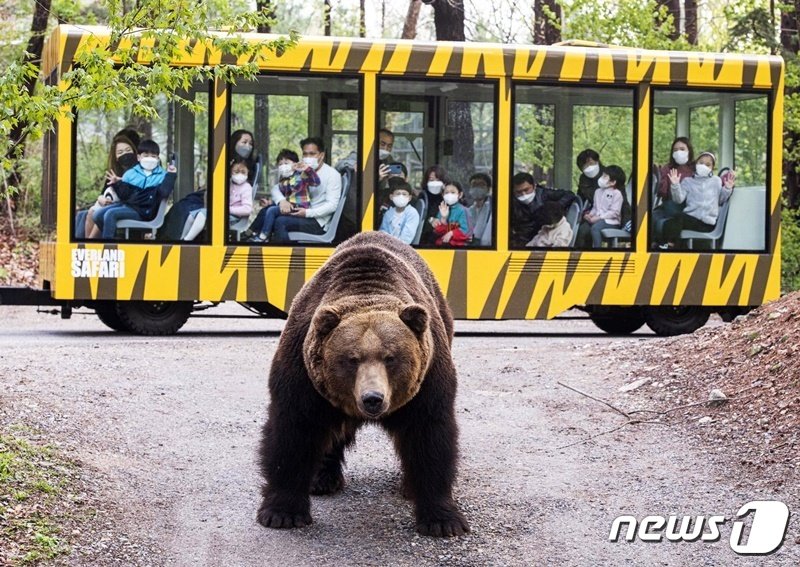 에버랜드는 오는 14일부터 불곰 등 맹수를 가까이서 관찰할 수 있는 &#39;사파리월드 와일드 트램&#39;을 선보인다고 10일 밝혔다. 사진 에버랜드 제공 ⓒ 뉴스1