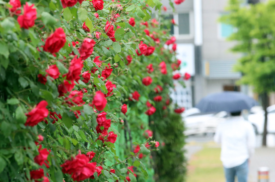 [오늘의 날씨] 대전·충남(9일, 목)…아침부터 '비' 최저기온 5~7도