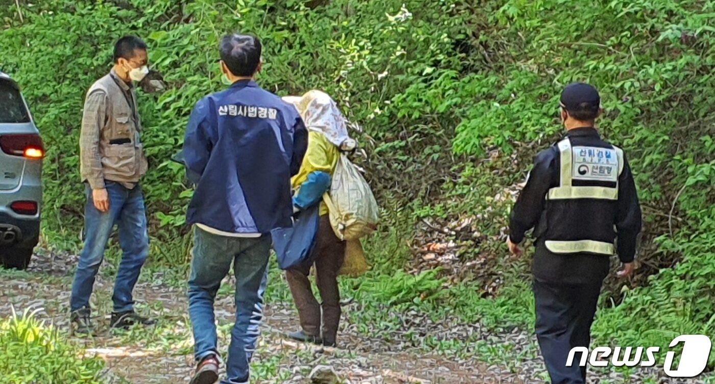 본문 이미지 - 북부지방산림청 소속 산림특별사법경찰들이 11일 강원 인제군 인제읍 가아리 소재 해발 800m 산 속에서 불법으로 임산물을 채취한 혐의로 2명을 단속했다. ⓒ 뉴스1 신관호 기자.