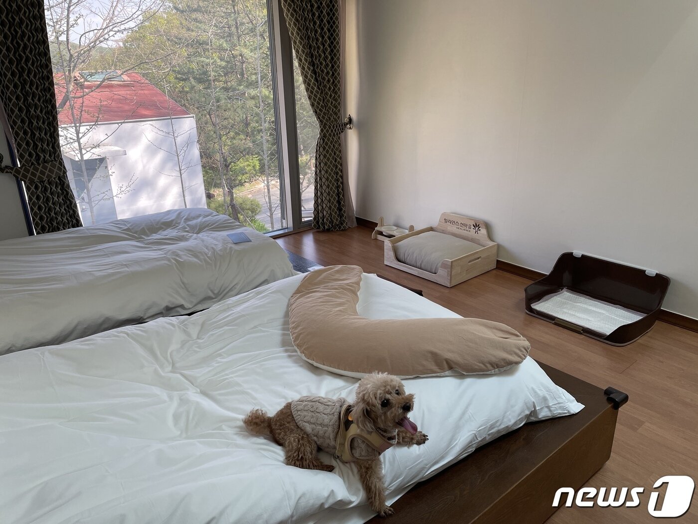 본문 이미지 - 힐리언스선마을 힐리펫룸 내부 ⓒ 뉴스1