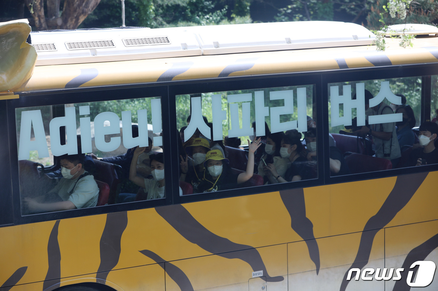 (용인=뉴스1) 김영운 기자 = 13일 오전 경기도 용인시 처인구 에버랜드에서 관람객들이 마지막으로 운행하는 사파리 버스를 타고 동물 관람을 하고 있다. 에버랜드는 개장 45주년을 …