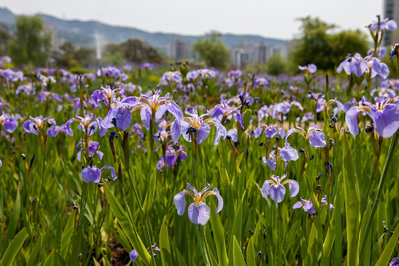본문 이미지 - 5월 중순 창포원의 붓꽃원에 보랏빛 붓꽃이 만발했다.
