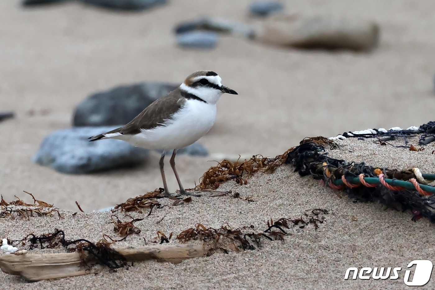 (포항=뉴스1) 최창호 기자 = 멸종위기 관심대상종인 흰물떼새가 15일 경북 포항시 북구에 있는 해안 백사장에서 주변을 살피고 있다. 2021.5.15/뉴스1