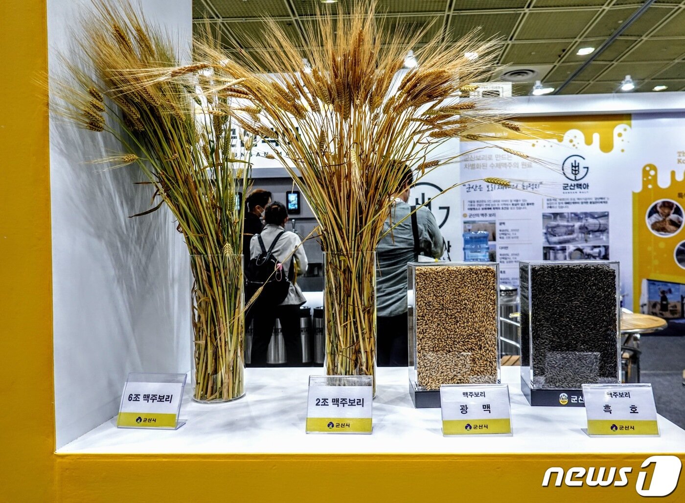 본문 이미지 - 군산시가 보리에서부터 군산 맥아가 제조되는 과정을 전시하고 있다. ⓒ 뉴스1 황덕현 기자