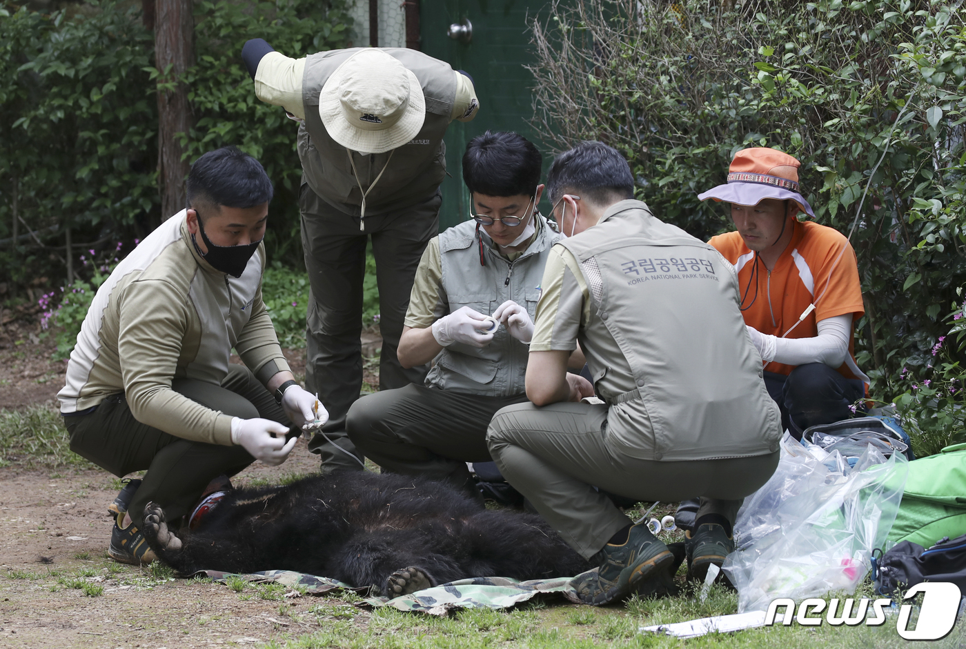 (울산=뉴스1) 윤일지 기자 = 19일 오후 울산 울주군 범서읍 한 농장에서 국립공원공단 관계자들이 반달곰으로 추정되는 곰의 DNA를 채취하고 있다. 2021.5.19/뉴스1