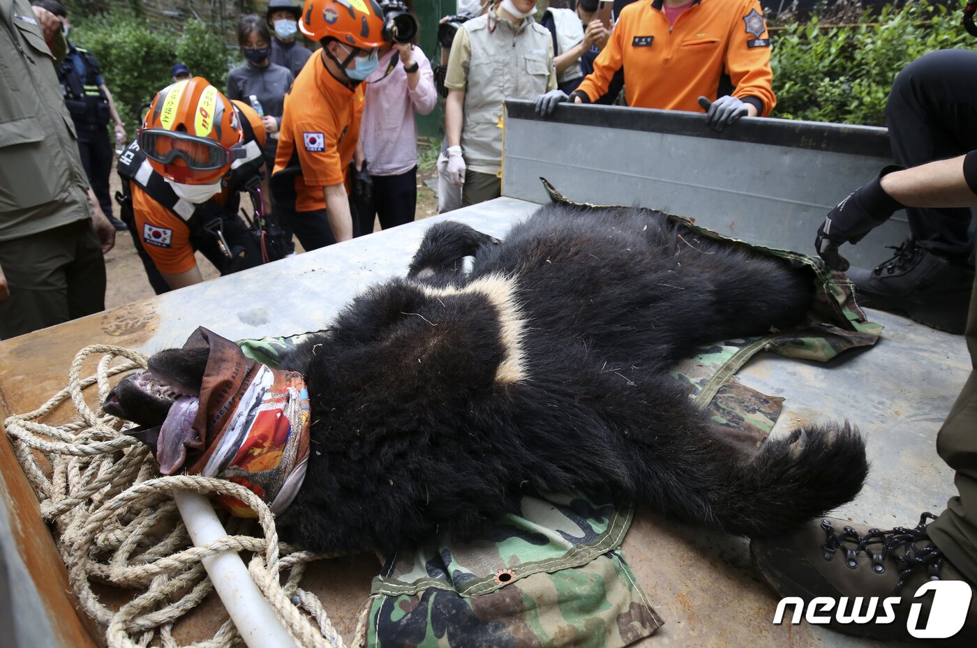 본문 이미지 - 19일 오후 울산 울주군 범서읍 한 농장에서 국립공원공단 관계자들과 소방대원들이 반달곰으로 추정되는 곰을 트럭에 옮기고 있다. 2021.5.19/뉴스1 ⓒ News1 윤일지 기자