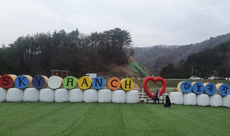 본문 이미지 - 대관령 하늘목장은 5월부터 반려견 동반 방문이 가능하다. 사진 팅커벨프로젝트 제공 ⓒ 뉴스1