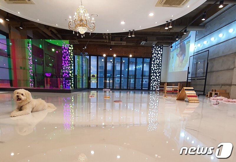 본문 이미지 - 15일 경기 고양시 코코보리아카데미에서 실내 배변 교육을 받고 있는 강아지 ⓒ 뉴스1 최서윤 기자