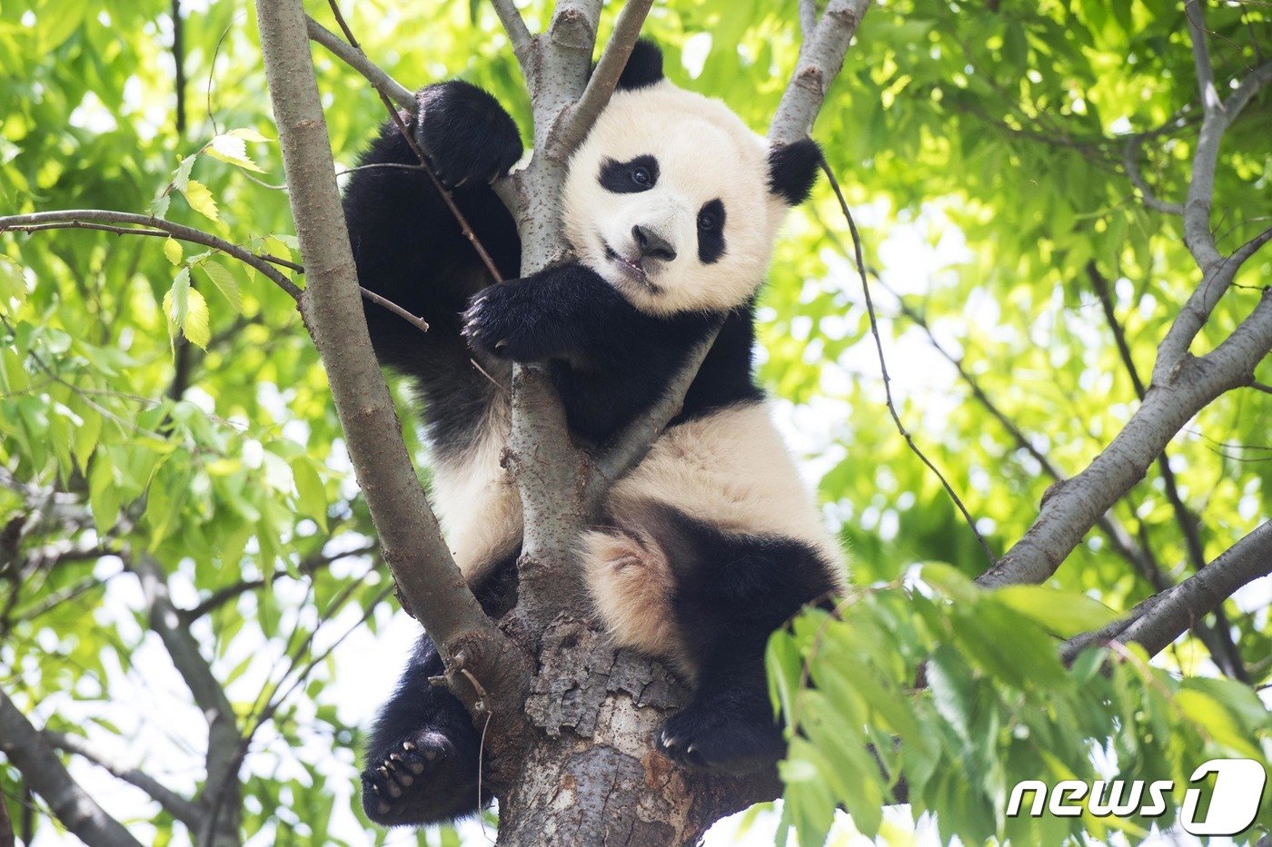 본문 이미지 - 에버랜드는 유튜브 채널의 아기판다 푸바오 영상이 최근 조회수 1000만회를 돌파했다고 24일 전했다. (에버랜드 제공) 2021.5.24/뉴스1