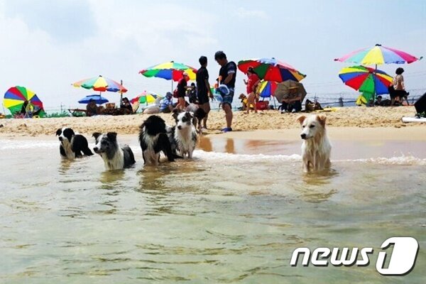 본문 이미지 - 멍비치 해수욕장 전경. (멍비치 제공) ⓒ 뉴스1