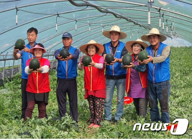 본문 이미지 - 밀양지역의 농민들이 신품종 수박인 해맑음수박을 들어보이고 있다. (밀양시 제공) ⓒ 뉴스1