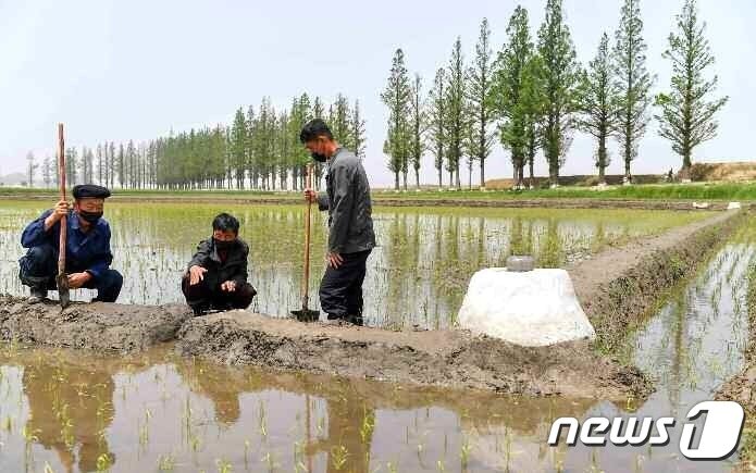 본문 이미지 - (평양 노동신문=뉴스1) = 북한 노동당 기관지 노동신문은 29일 '모내기가 하루 늦어져도 수확고가 떨어진다, 적기를 놓치지 말자'라는 제목의 특집 기사와 관련 사진 여러 장을 실었다. [국내에서만 사용가능. 재배포 금지. DB 금지. For Use Only in the Republic of Korea. Redistribution Prohibited] rodongphoto@news1.kr