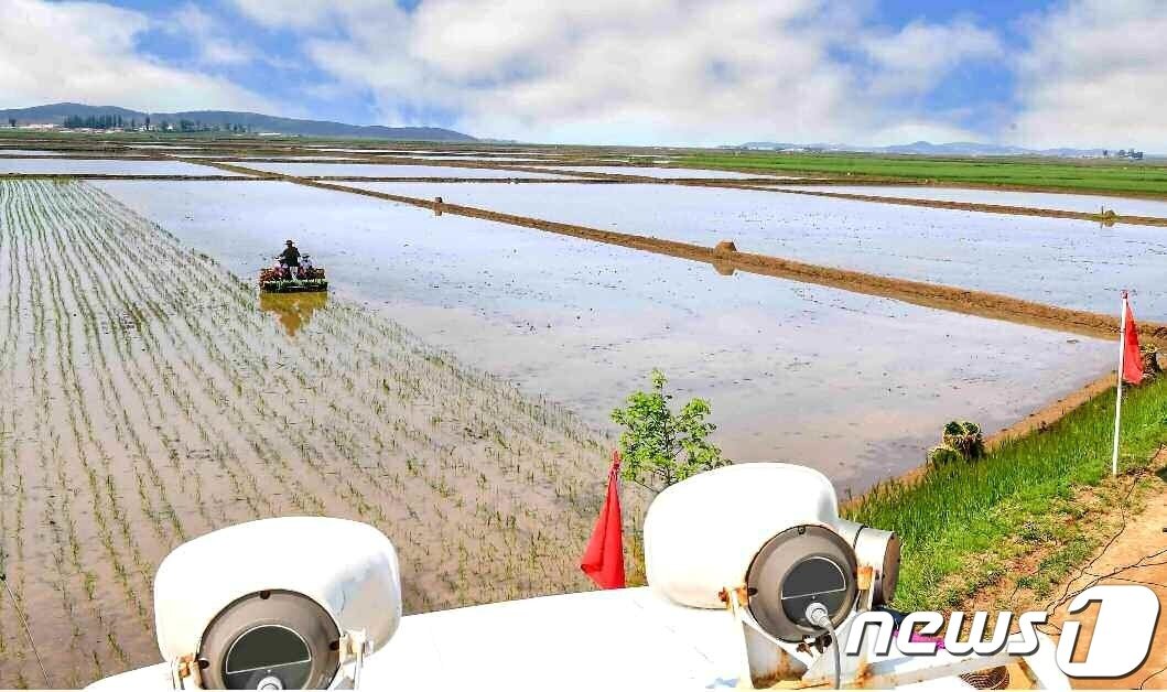 본문 이미지 - (평양 노동신문=뉴스1) = 북한 노동당 기관지 노동신문은 29일 '모내기가 하루 늦어져도 수확고가 떨어진다, 적기를 놓치지 말자'라는 제목의 특집 기사와 관련 사진 여러 장을 실었다. [국내에서만 사용가능. 재배포 금지. DB 금지. For Use Only in the Republic of Korea. Redistribution Prohibited] rodongphoto@news1.kr