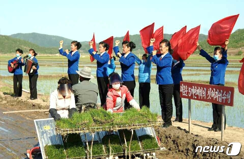 본문 이미지 - (평양 노동신문=뉴스1) = 북한 노동당 기관지 노동신문은 29일 '모내기가 하루 늦어져도 수확고가 떨어진다, 적기를 놓치지 말자'라는 제목의 특집 기사와 관련 사진 여러 장을 실었다.  [국내에서만 사용가능. 재배포 금지. DB 금지. For Use Only in the Republic of Korea. Redistribution Prohibited] rodongphoto@news1.kr