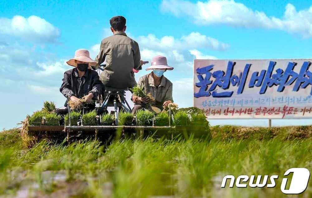 본문 이미지 - (평양 노동신문=뉴스1) = 북한 노동당 기관지 노동신문은 29일 '모내기가 하루 늦어져도 수확고가 떨어진다, 적기를 놓치지 말자'라는 제목의 특집 기사와 관련 사진 여러 장을 실었다. [국내에서만 사용가능. 재배포 금지. DB 금지. For Use Only in the Republic of Korea. Redistribution Prohibited] rodongphoto@news1.kr
