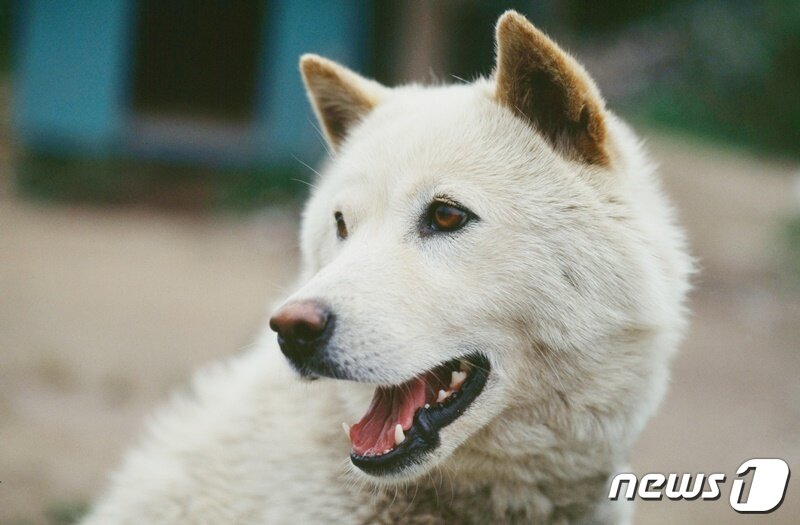 본문 이미지 - 진돗개 자료 사진. 사진 이미지투데이 ⓒ 뉴스1