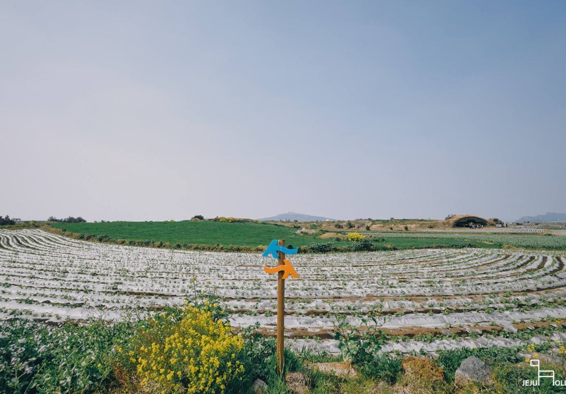 본문 이미지 - '화순~모슬포' 10코스