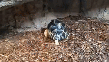 본문 이미지 - 미국 테네시 수족관에 살고 있는 방사 거북 '터닙'이 샤워 물줄기를 맞으며 춤을 추고 있다. (CNN 갈무리) ⓒ 뉴스1