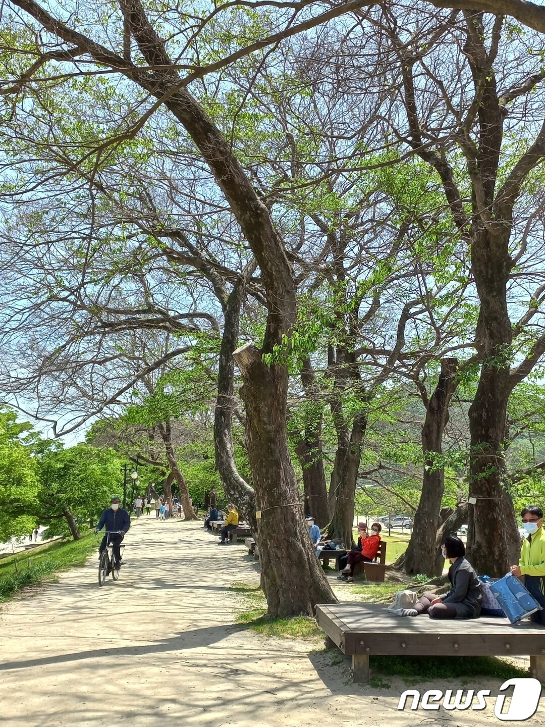 본문 이미지 - 담양 관방제림의 푸조나무 100여그루가 5월 초순에도 잎을 피우지 못하고 있다. ⓒ News1