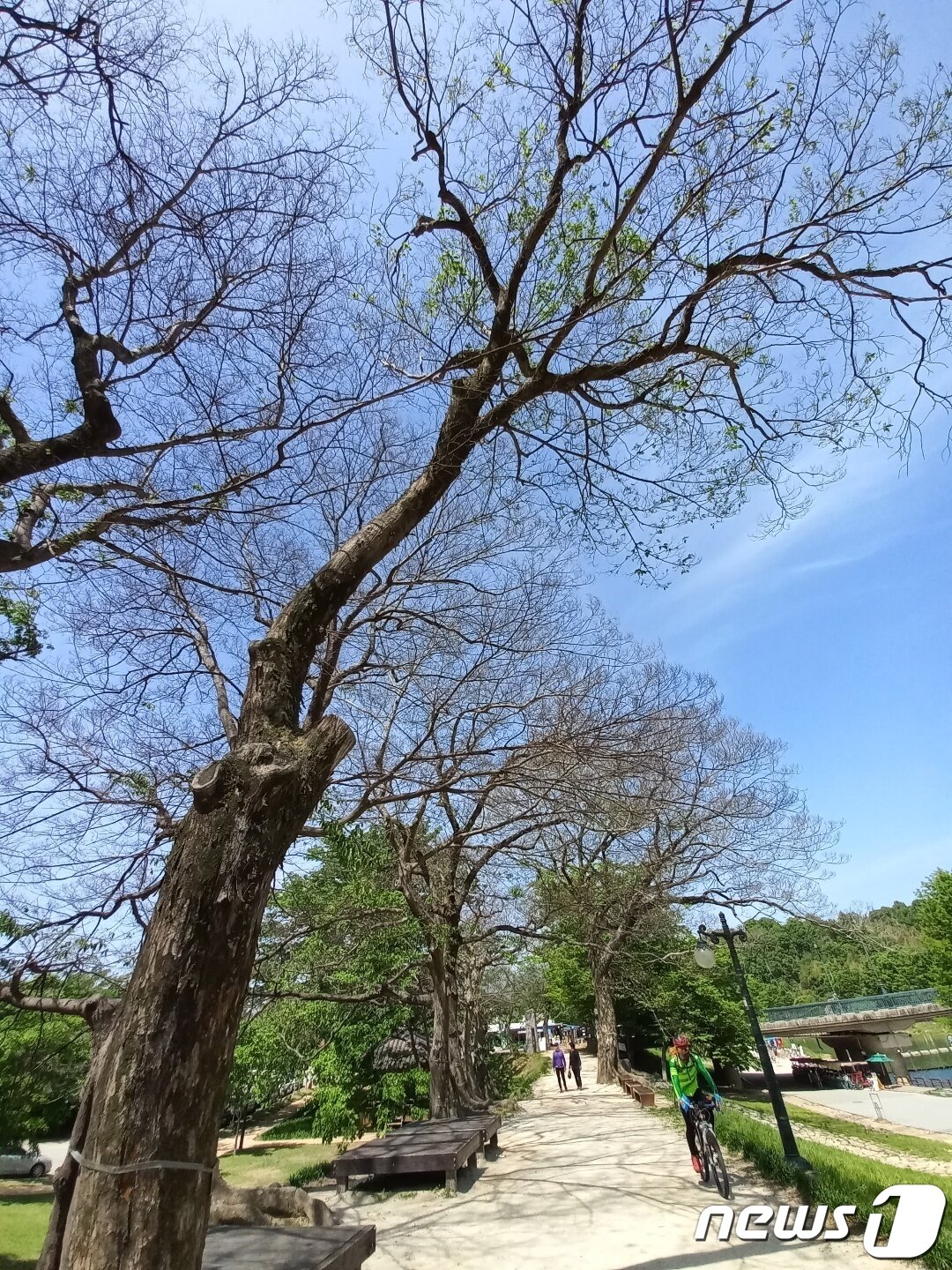 본문 이미지 - 담양 관방제림의 푸조나무 100여그루가 잎을 피우지 못한 채 고사위기에 놓여 있다. ⓒ News1