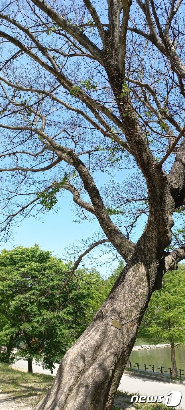 본문 이미지 - 담양 관방제림의 푸조나무 100여그루가 잎을 피우지 못한 채 고사위기에 놓여 있다. ⓒ News1