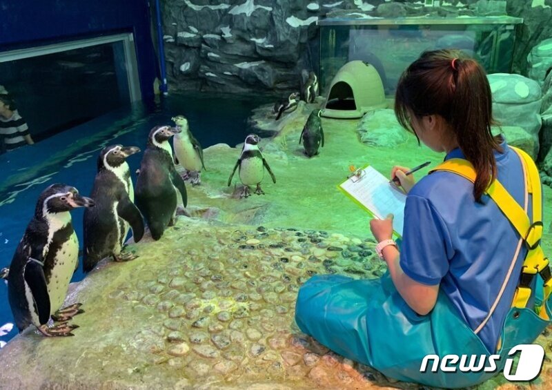 본문 이미지 - 훔볼트펭귄 습성을 기록 중인 장윤지 아쿠아리스트 (롯데월드 아쿠아리움 제공) ⓒ 뉴스1