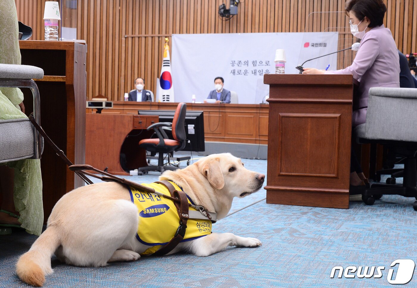 본문 이미지 - 15일 서울 여의도 국회에서 열린 국민의힘 원내대책회의에 김예지 의원의 안내견 조이가 바닥에 엎드려 있다. 2021.6.15/뉴스1 ⓒ News1 구윤성 기자