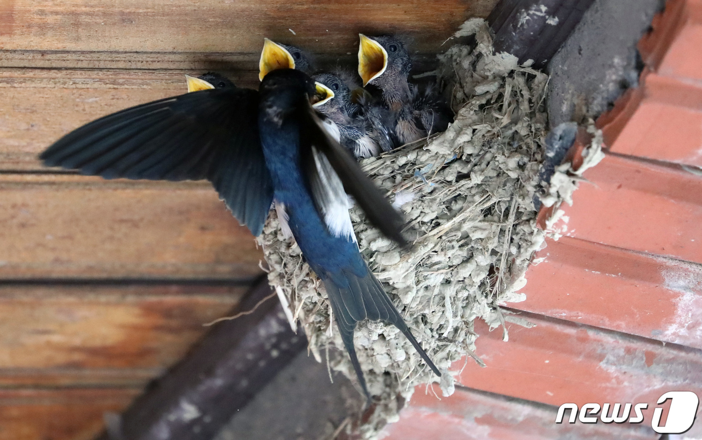 (세종=뉴스1) 장수영 기자 = 18일 세종시 장군면의 건물 처마 및 제비 둥지에서 새끼들이 어미새에게 먹이를 보채고 있다. 2021.6.18/뉴스1