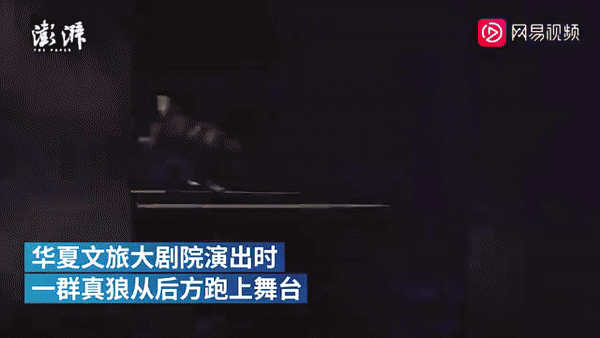 본문 이미지 - 중국의 한 공연장에서 늑대 수십 마리가 나타나 객석으로 돌진하는 등 생생한 퍼포먼스를 보여줬다. (웨이보 갈무리) ⓒ 뉴스1