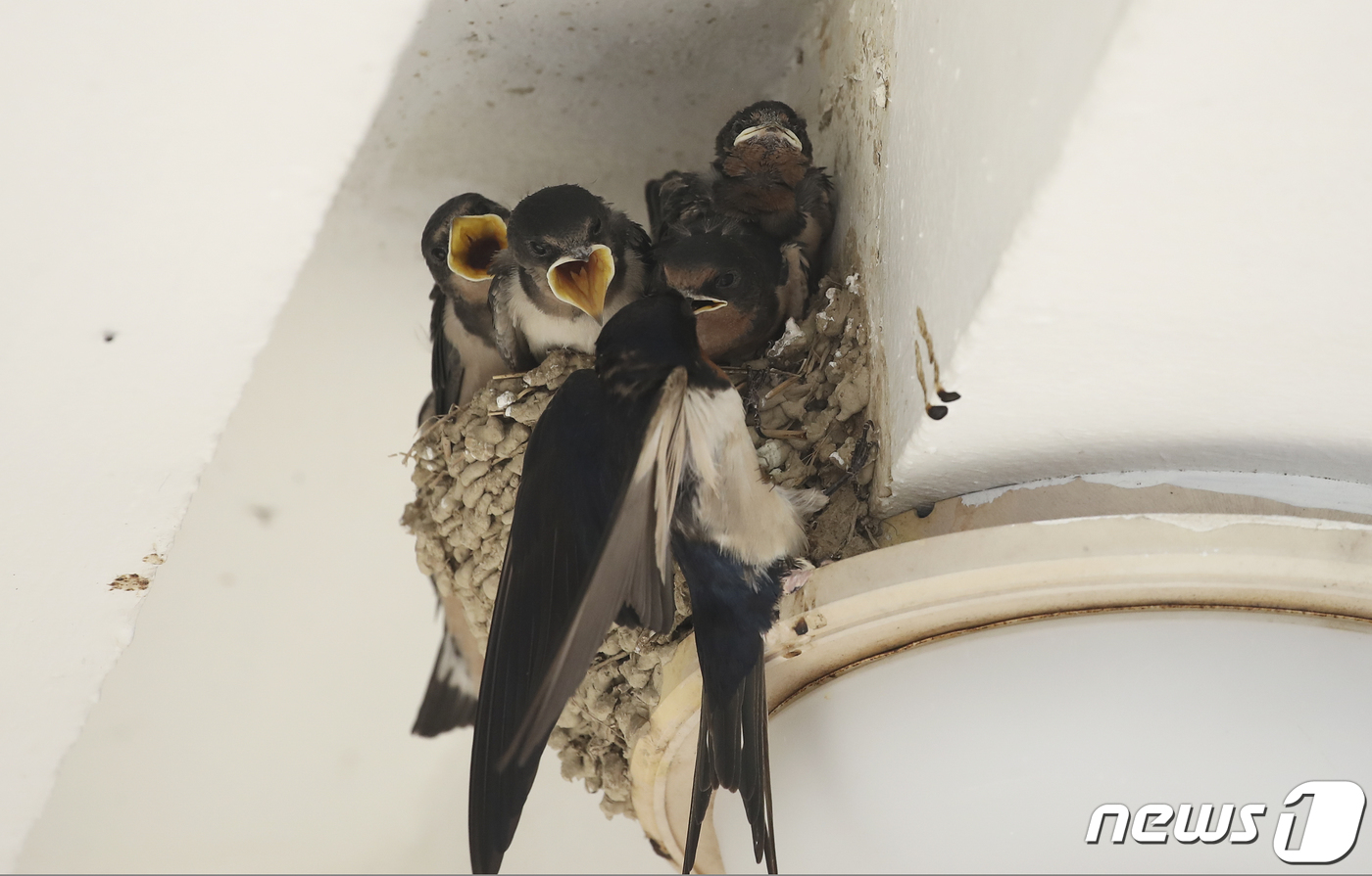 (울산=뉴스1) 윤일지 기자 = 2일 오후 울산 중구 태화동의 한 주택 처마 밑 제비 둥지에서 새끼들이 입을 벌리고 어미새에게 먹잇감을 보채고 있다. 2021.6.2/뉴스1