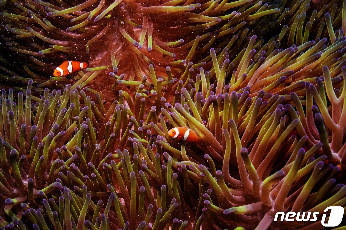 본문 이미지 - 호주 그레이트배리어리프에서 흰동가리(니모) 두 마리가 헤엄치고 있다. ⓒ 로이터=뉴스1 ⓒ News1 정윤영 기자