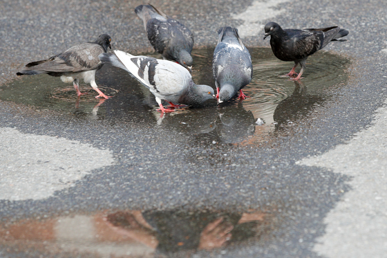 "비둘기 먹이주면 과태료"…속초관광수산시장 일대 금지구역 지정
