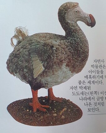 본문 이미지 - 옥스포드 박물관에 전시중인 도도새 표본. 출판사 시공디스커버리 제공