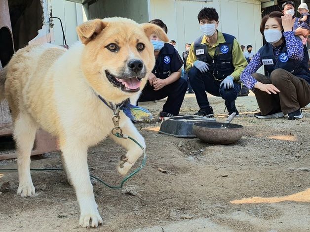 실외견 중성화 지원법 발의…동물단체 "무분별한 번식 방지법 환영"