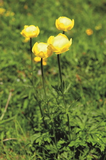 본문 이미지 - 필라투스 꽃길에 피어난 야생화