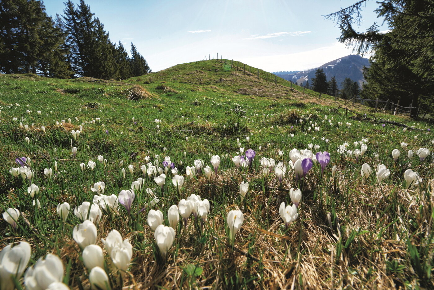 본문 이미지 - 봄이면 200종류의 꽃이 피는 리기산