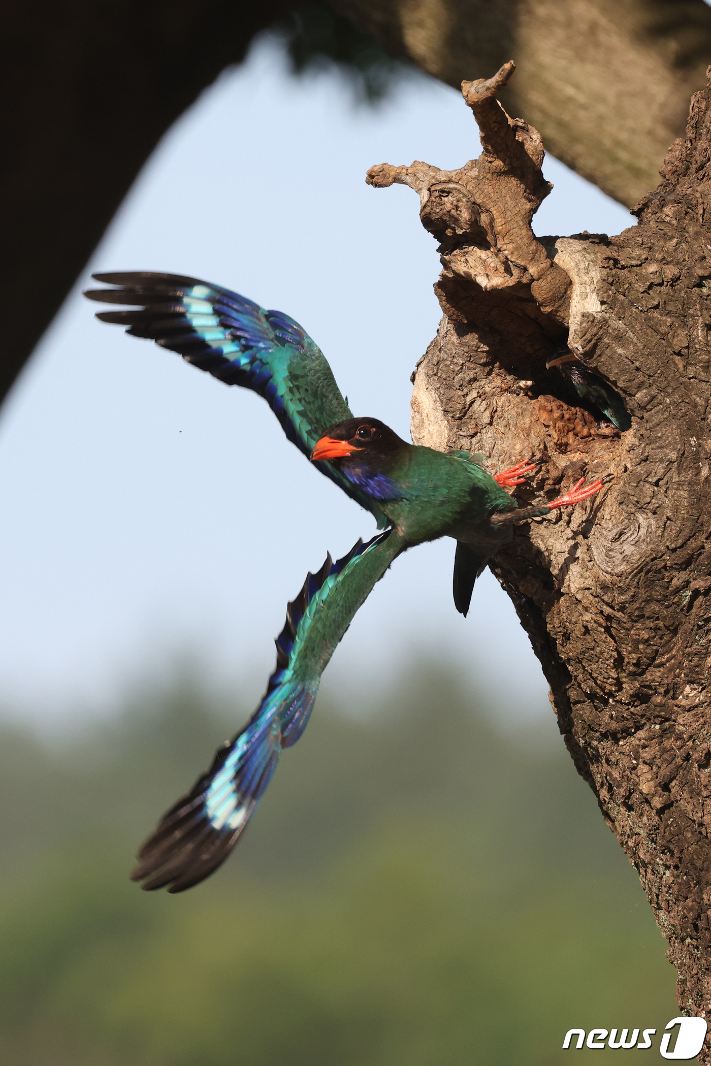 (포항=뉴스1) 최창호 기자 = 13일 경북 포항시 남구 연일읍 중명리 도로 옆 고목나무에 둥지를 튼 파랑새가 이소를 앞둔 새끼들에게 먹잇감을 물어다 주고 있다. 파랑새는 멸종위기 …